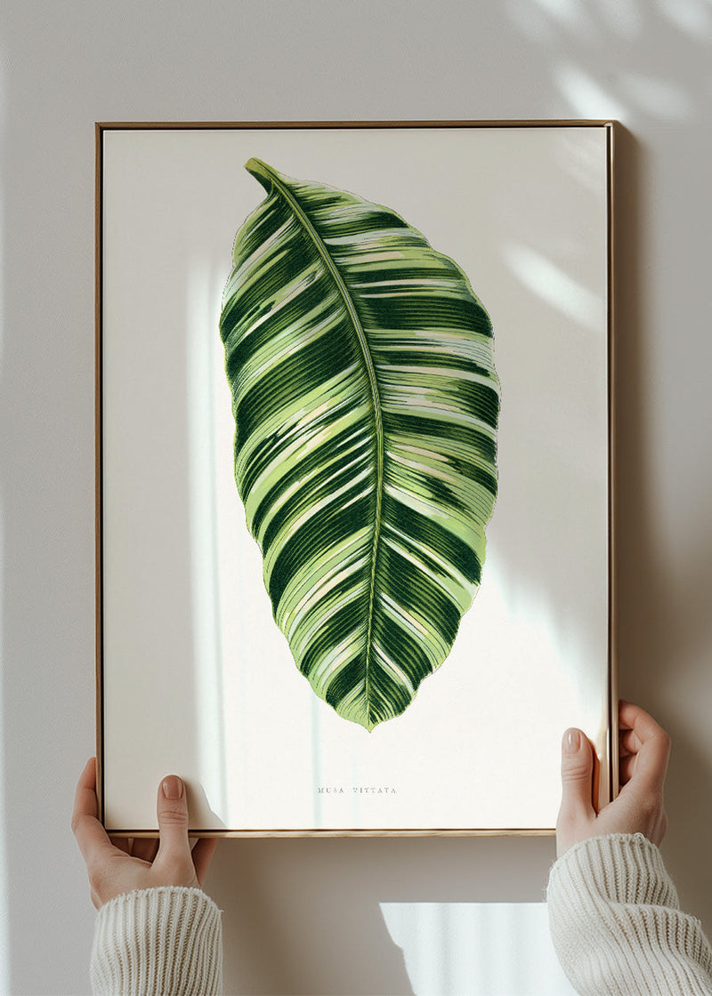 Green Musa Vittata leaf botanical illustration print