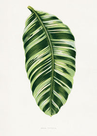 Green Musa Vittata leaf botanical illustration print