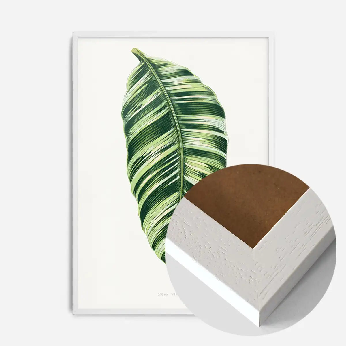 Green Musa Vittata leaf botanical illustration print