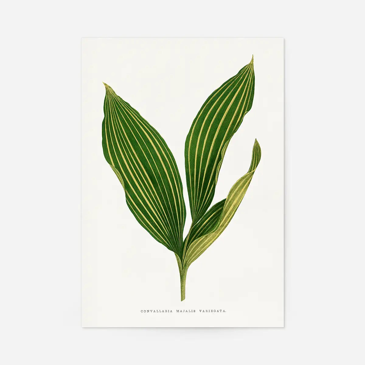 Lily of the valley leaf botanical illustration print
