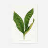 Lily of the valley leaf botanical illustration print