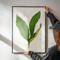 Lily of the valley leaf botanical illustration print