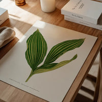 Lily of the valley leaf botanical illustration print