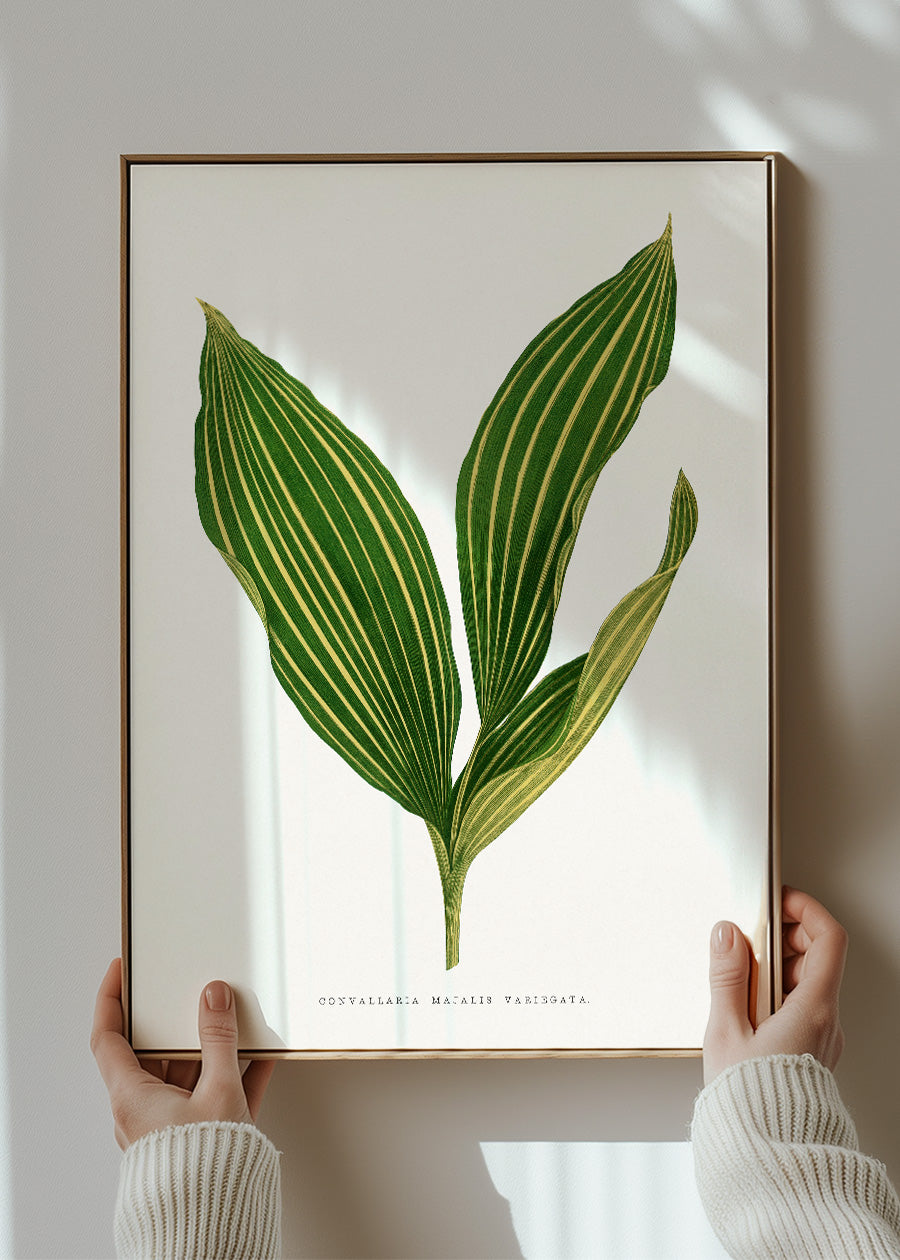 Lily of the valley leaf botanical illustration print