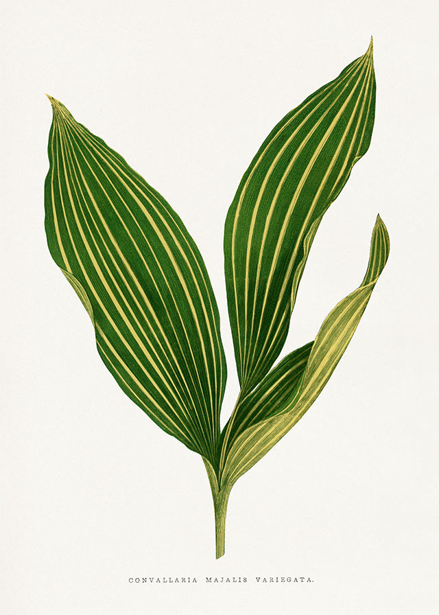 Lily of the valley leaf botanical illustration print