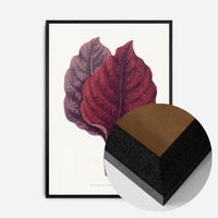Pink Amarantus leaf botanical illustration print