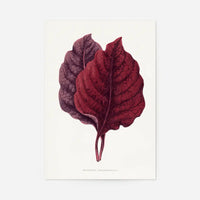 Pink Amarantus leaf botanical illustration print