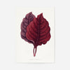 Pink Amarantus leaf botanical illustration print