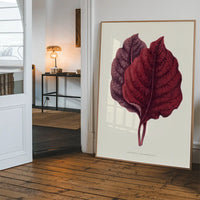 Pink Amarantus leaf botanical illustration print