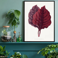Pink Amarantus leaf botanical illustration print