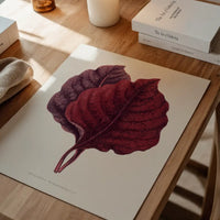 Pink Amarantus leaf botanical illustration print