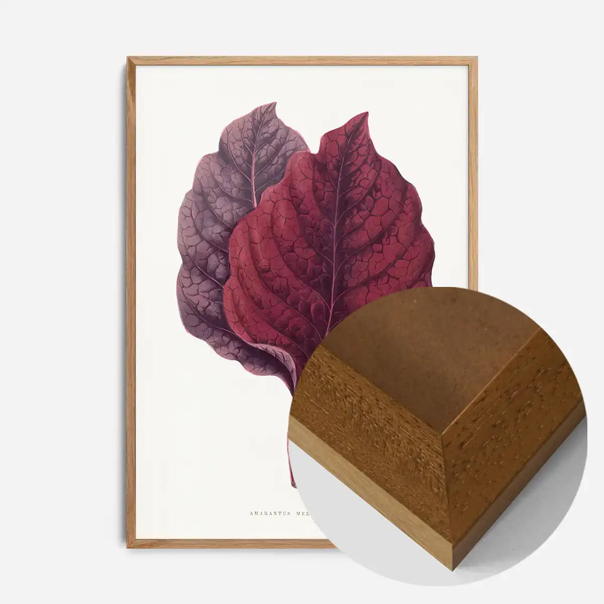 Pink Amarantus leaf botanical illustration print