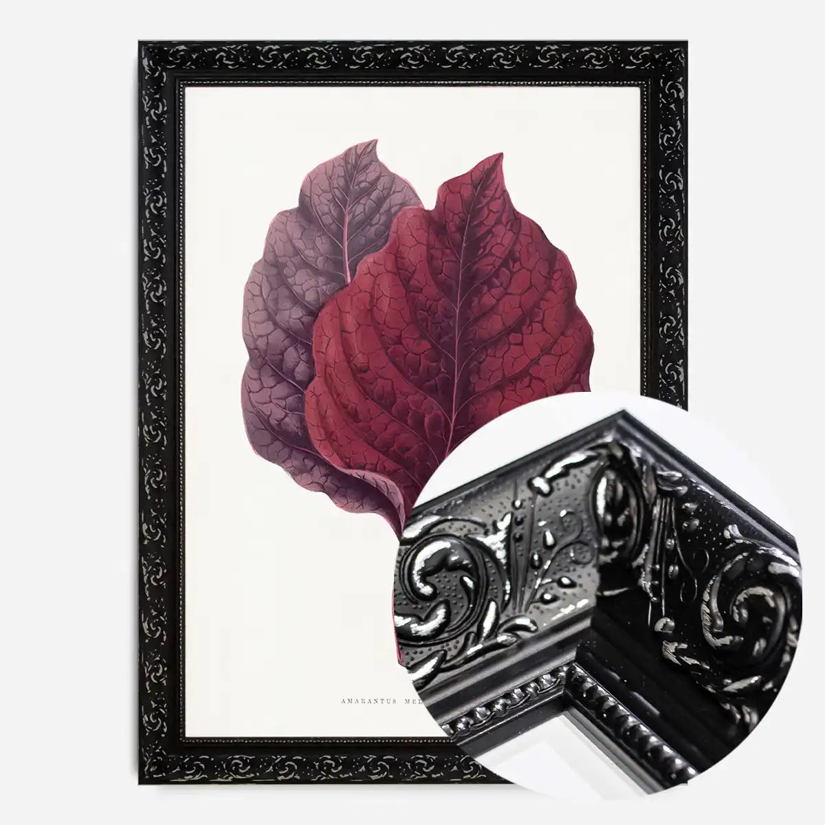 Pink Amarantus leaf botanical illustration print