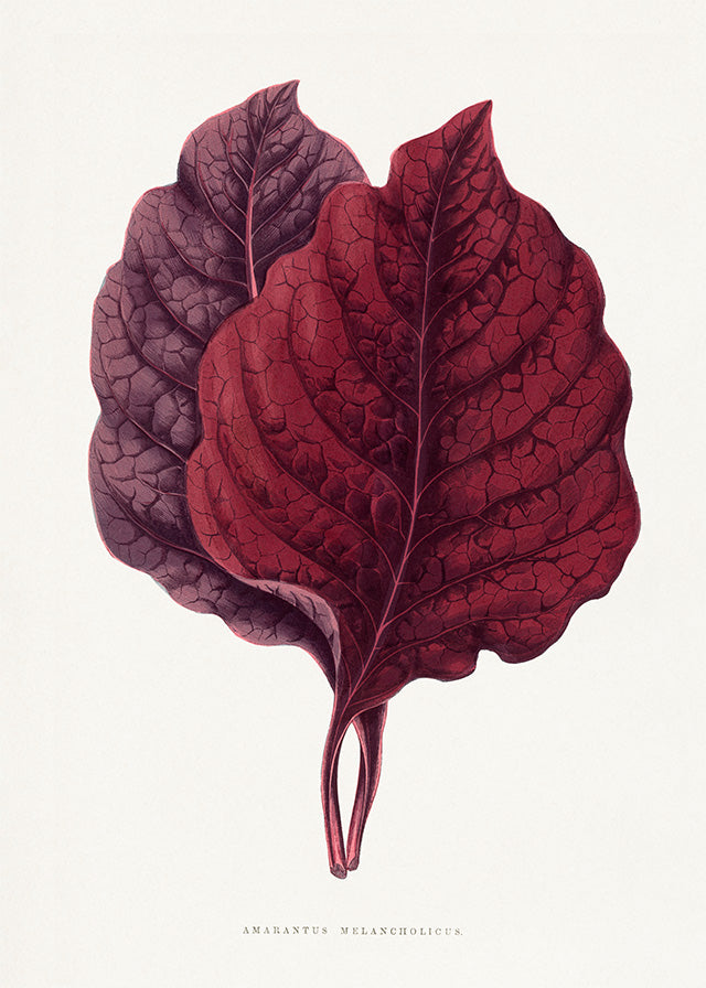 Pink Amarantus leaf botanical illustration print