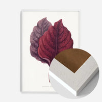 Pink Amarantus leaf botanical illustration print