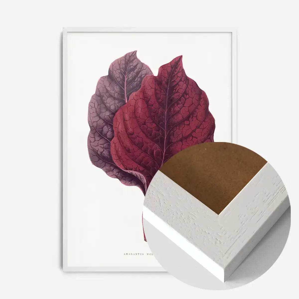 Pink Amarantus leaf botanical illustration print