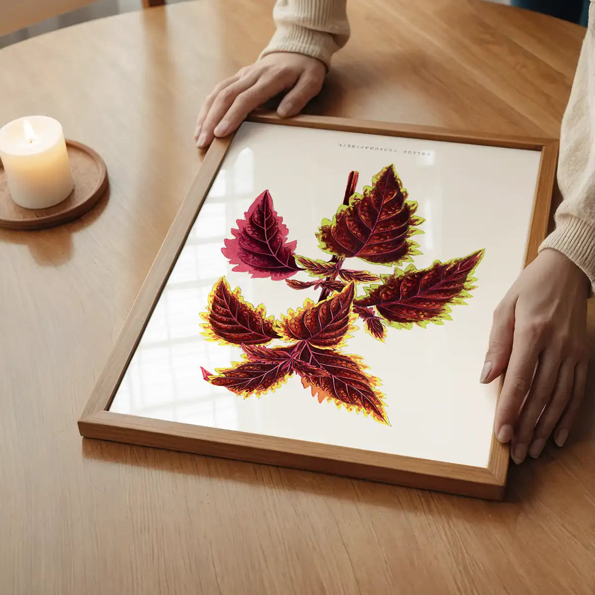 Pink Coleus leaf botanical illustration print