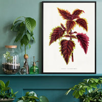 Pink Coleus leaf botanical illustration print