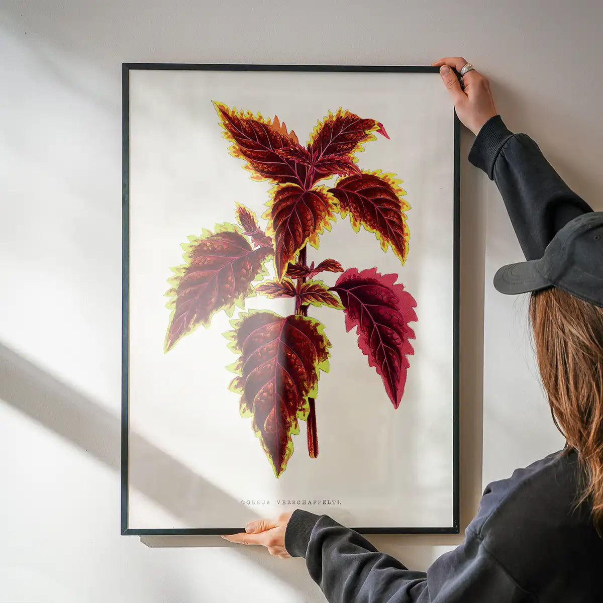 Pink Coleus leaf botanical illustration print
