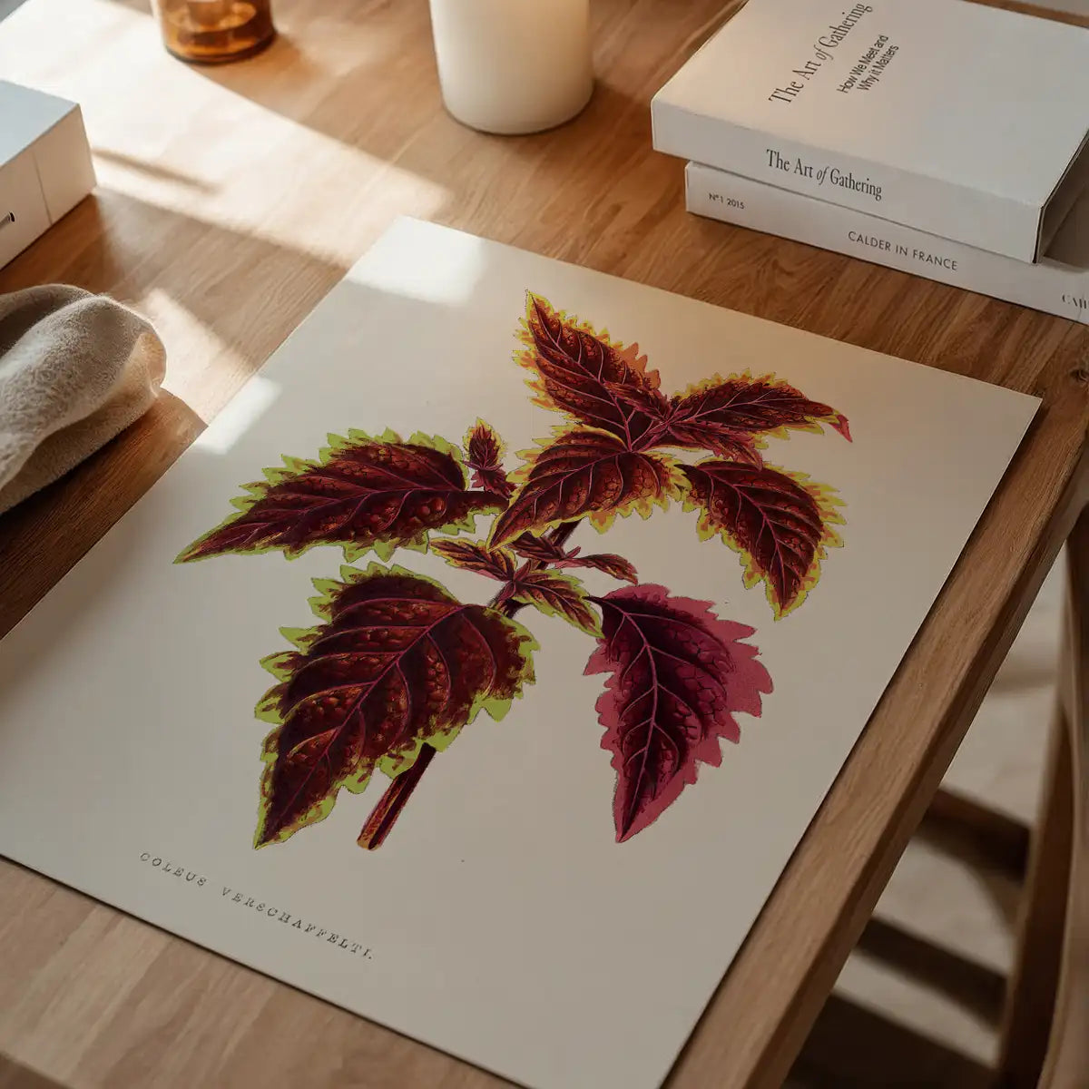 Pink Coleus leaf botanical illustration print