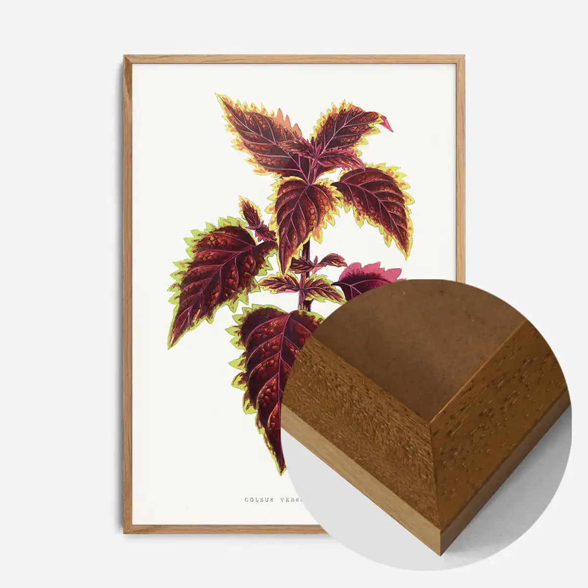 Pink Coleus leaf botanical illustration print