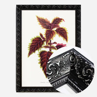 Pink Coleus leaf botanical illustration print