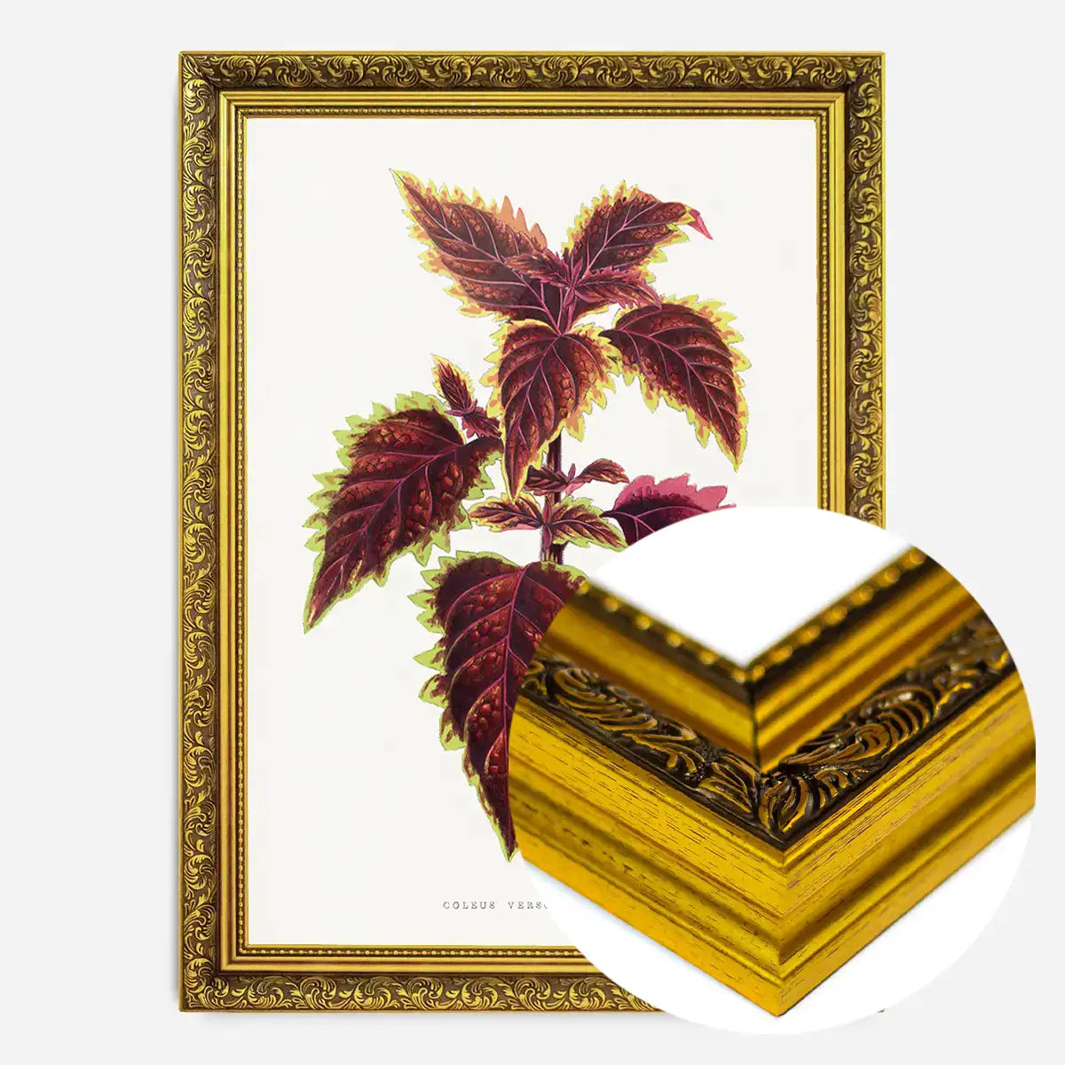 Pink Coleus leaf botanical illustration print