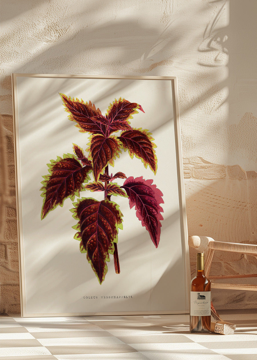 Pink Coleus leaf botanical illustration print