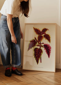 Pink Coleus leaf botanical illustration print