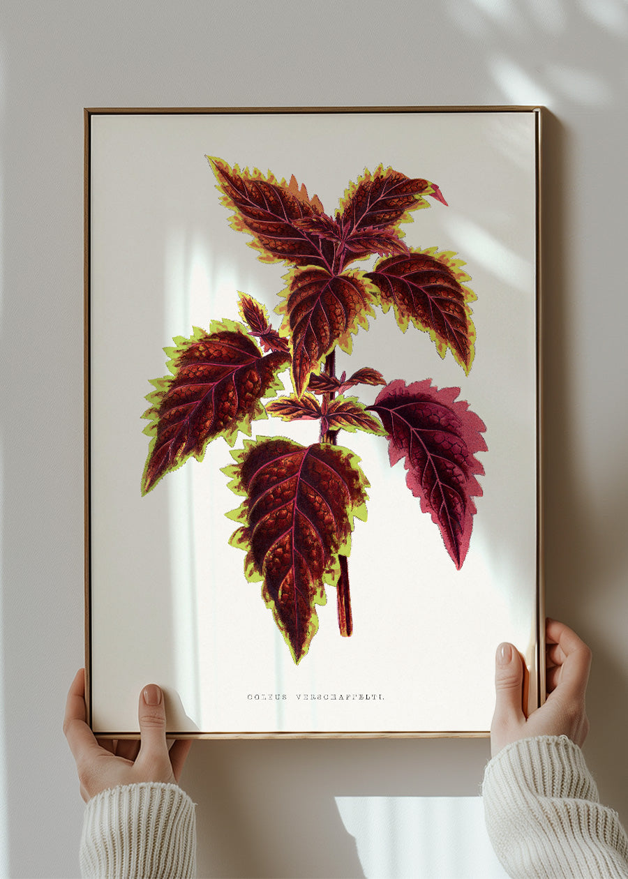 Pink Coleus leaf botanical illustration print