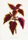 Pink Coleus leaf botanical illustration print