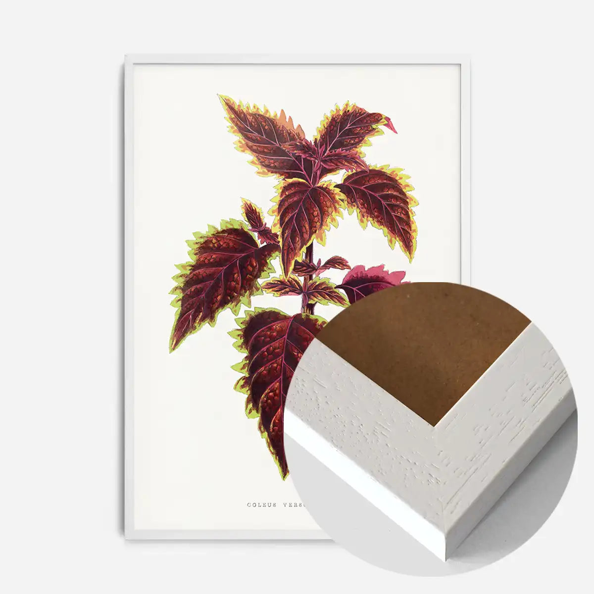 Pink Coleus leaf botanical illustration print