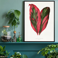 Pink Dracaena Terminalis leaf botanical illustration print