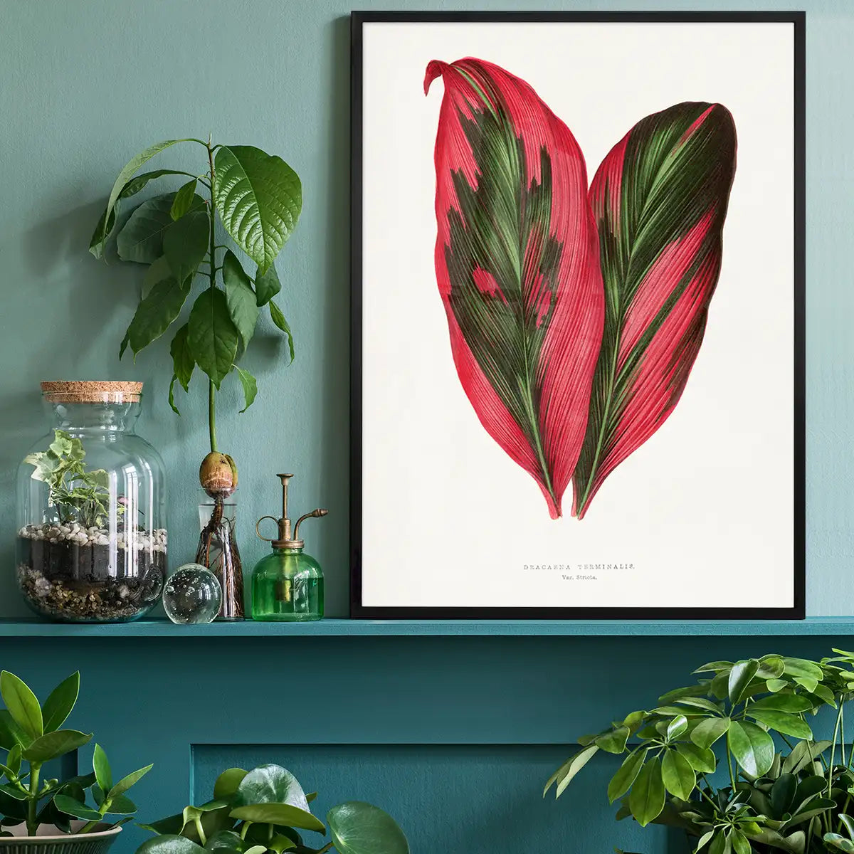 Pink Dracaena Terminalis leaf botanical illustration print