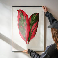 Pink Dracaena Terminalis leaf botanical illustration print