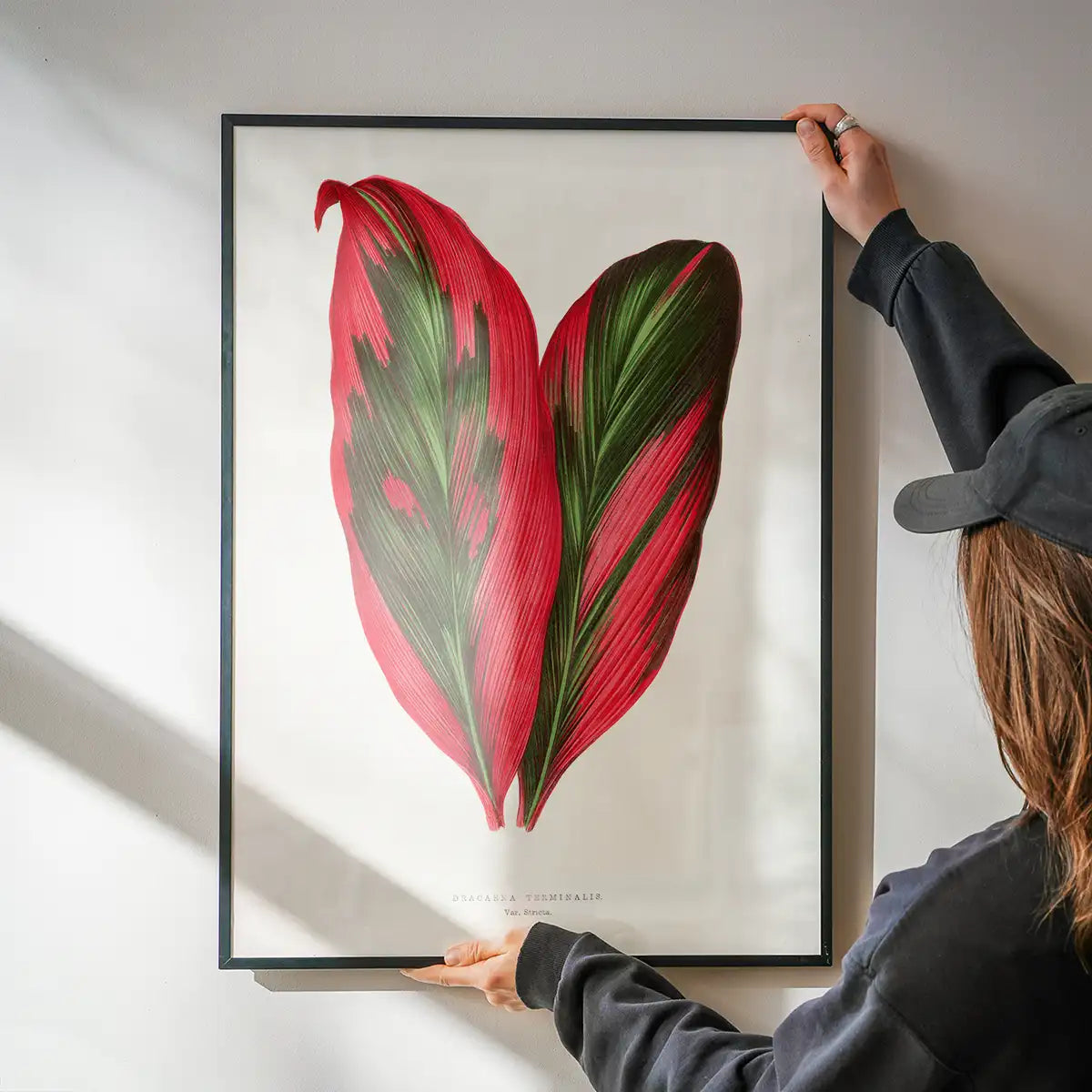 Pink Dracaena Terminalis leaf botanical illustration print