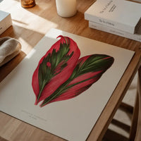 Pink Dracaena Terminalis leaf botanical illustration print