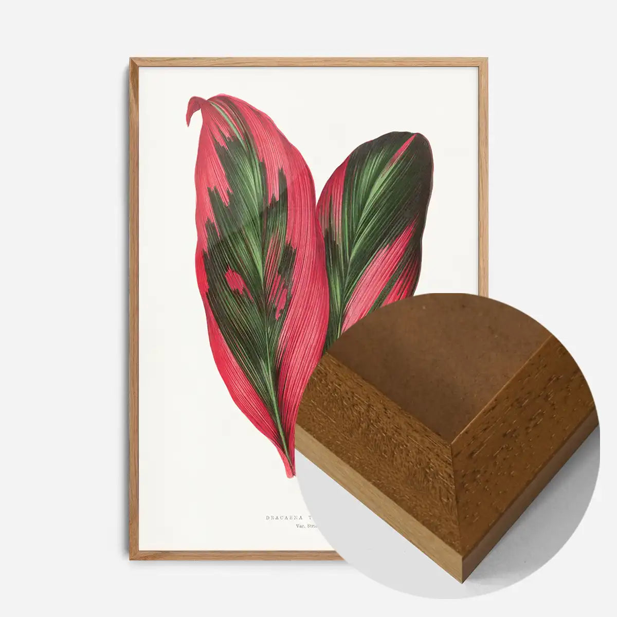 Pink Dracaena Terminalis leaf botanical illustration print