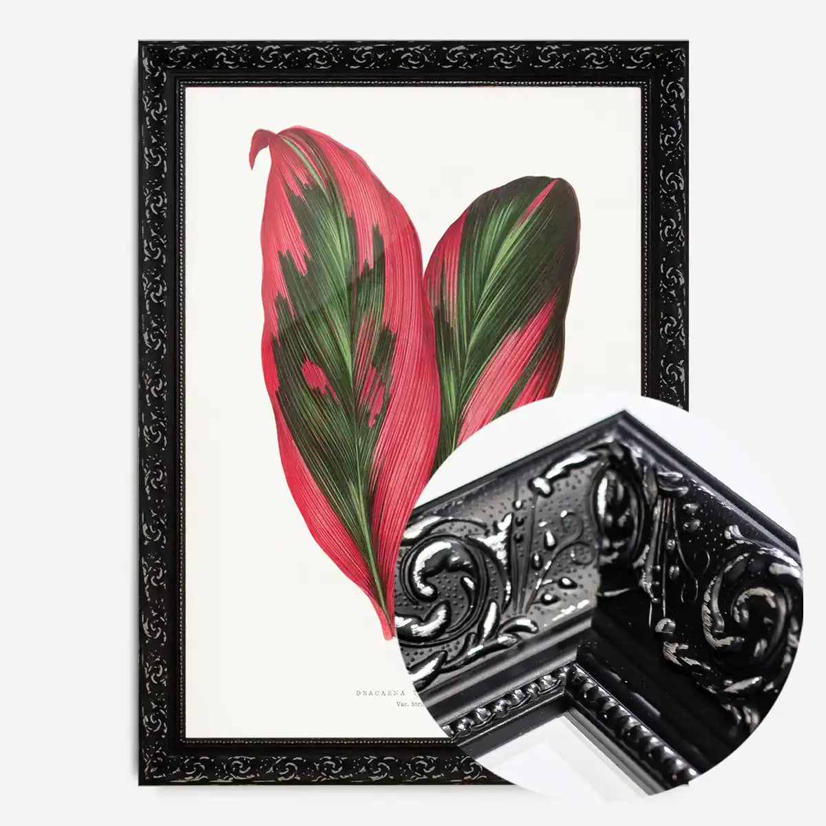 Pink Dracaena Terminalis leaf botanical illustration print