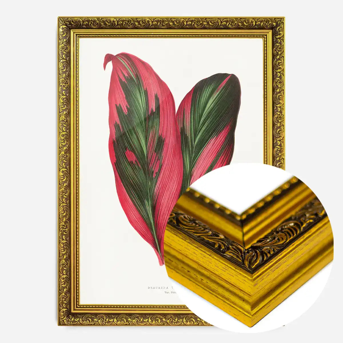 Pink Dracaena Terminalis leaf botanical illustration print