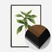 Sonerila Magaritacea leaf botanical illustration print