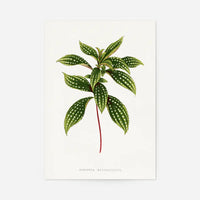 Sonerila Magaritacea leaf botanical illustration print
