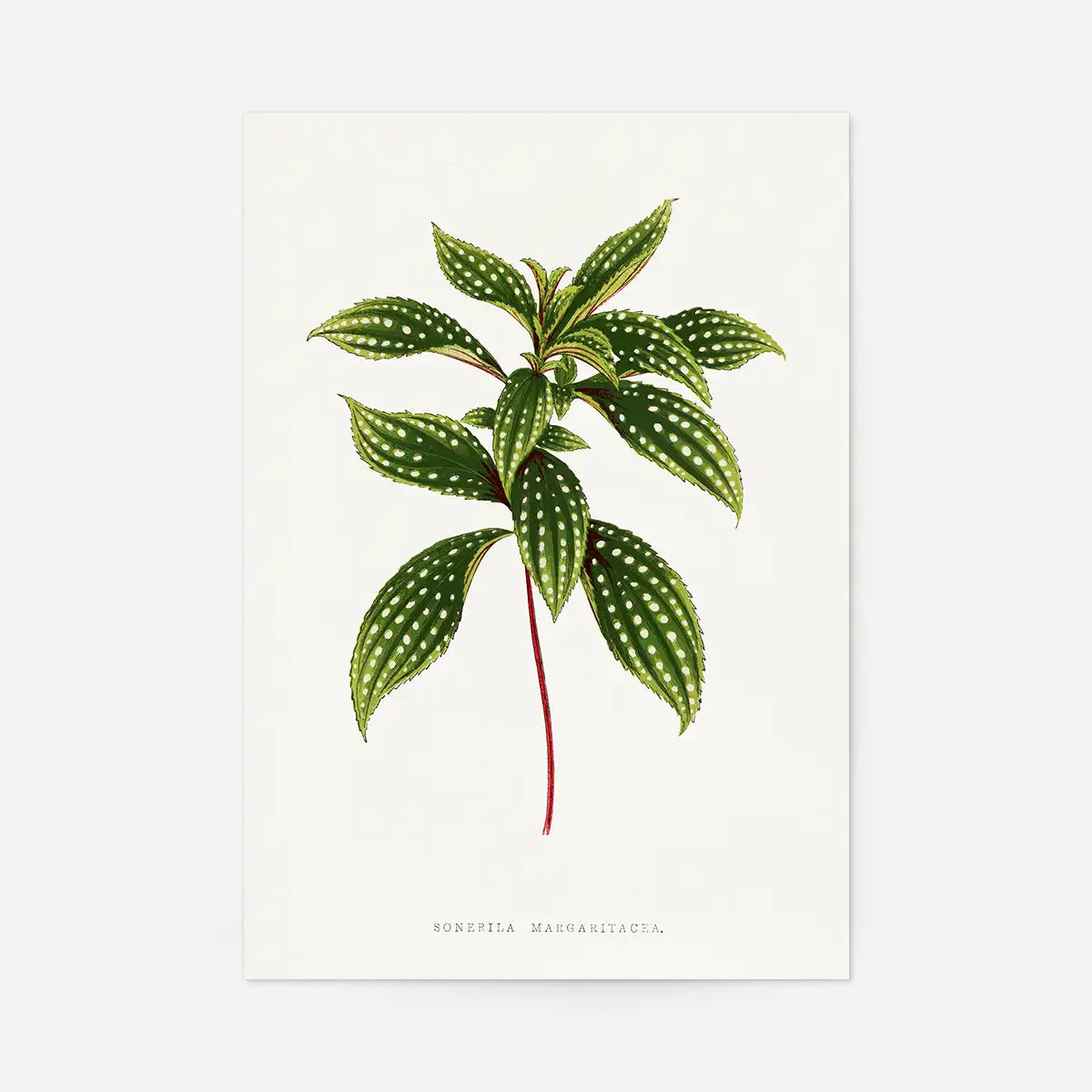 Sonerila Magaritacea leaf botanical illustration print