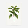 Sonerila Magaritacea leaf botanical illustration print
