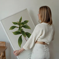 Sonerila Magaritacea leaf botanical illustration print