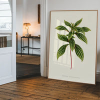 Sonerila Magaritacea leaf botanical illustration print