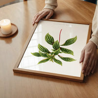 Sonerila Magaritacea leaf botanical illustration print
