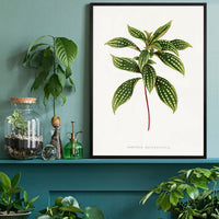 Sonerila Magaritacea leaf botanical illustration print