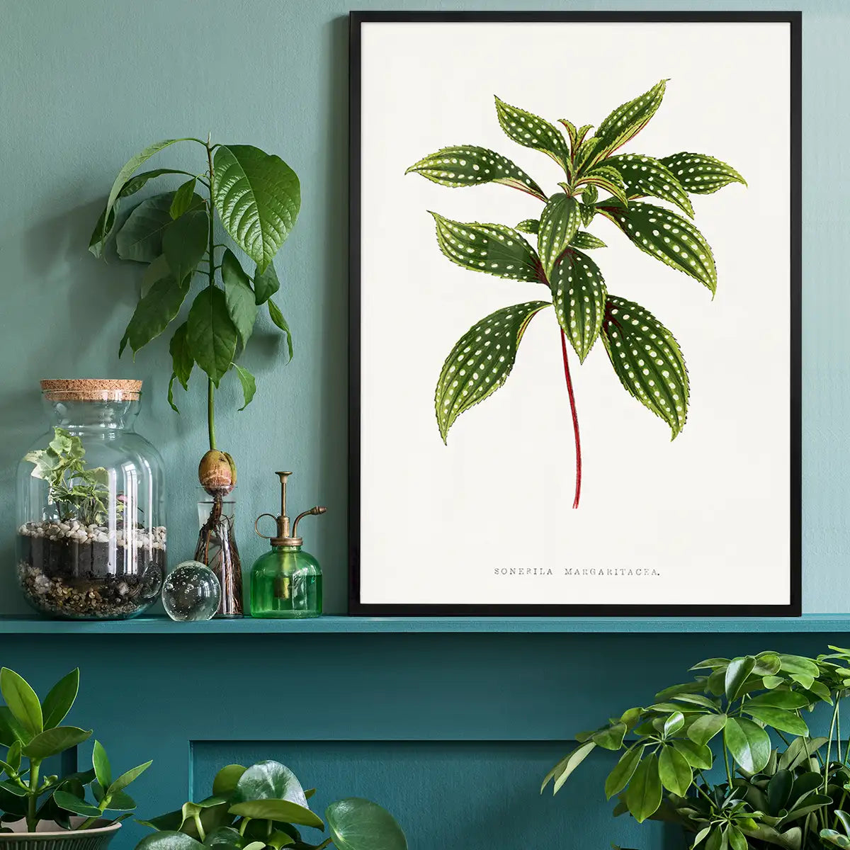 Sonerila Magaritacea leaf botanical illustration print