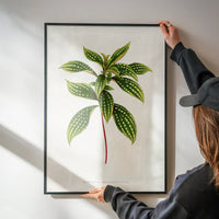Sonerila Magaritacea leaf botanical illustration print